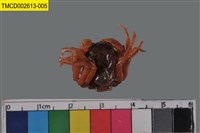 藏品(短指和尚蟹)的圖片